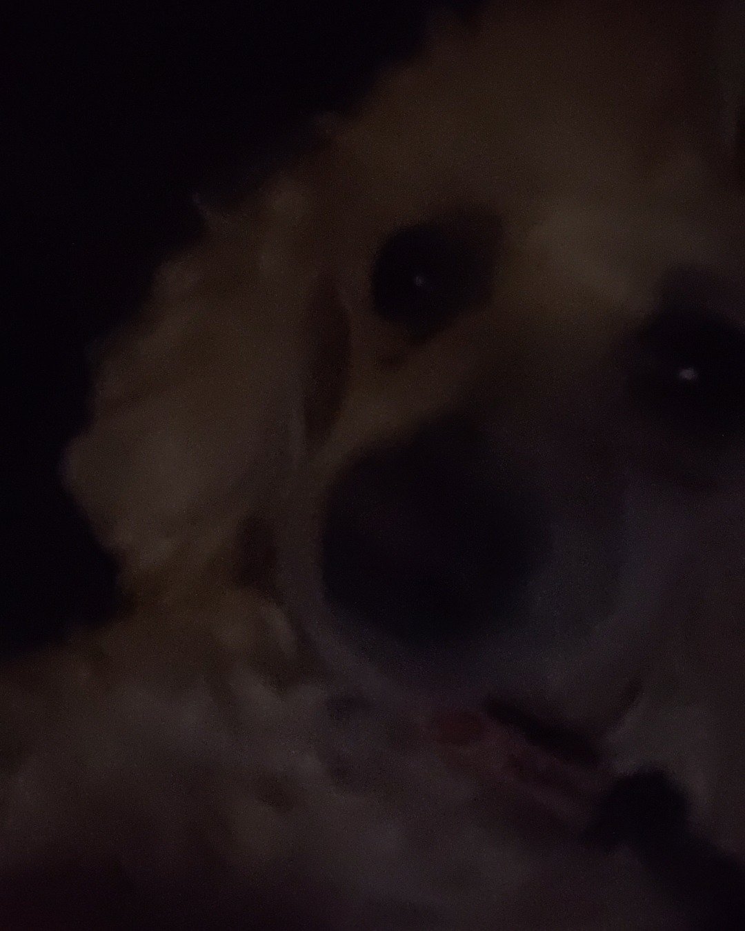 Zoe the teddy bear. Dog, Puppy, Person, Poodle