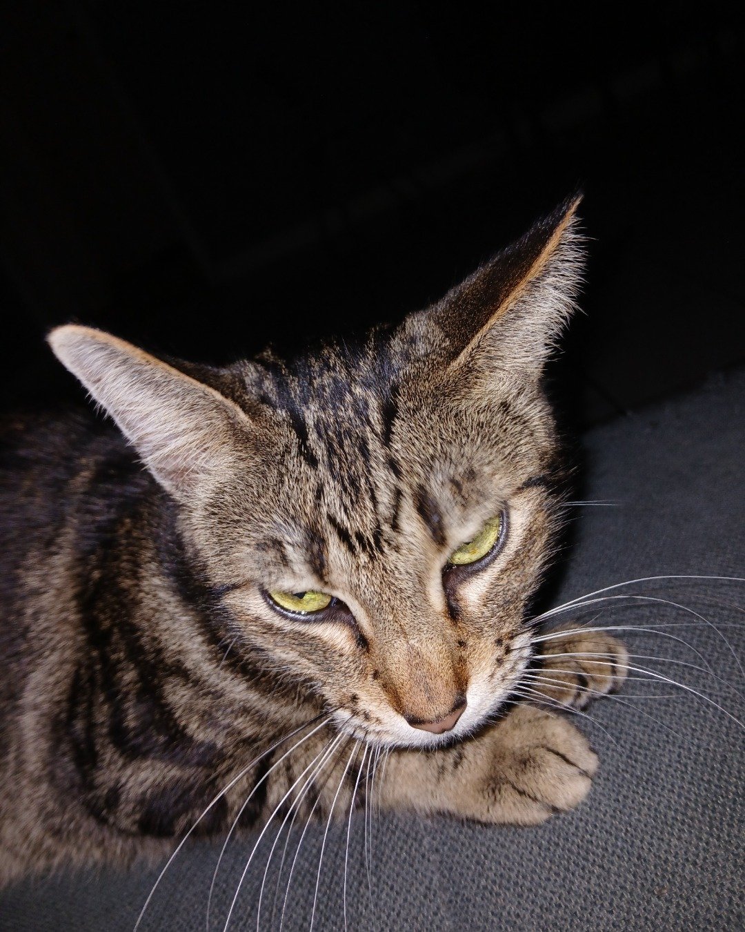 Cuddles the mouse chaser. Abyssinian, Cat