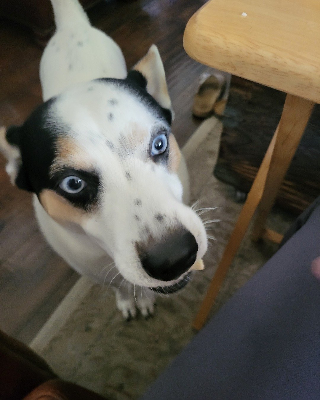 Billy the 1/4 Chihuahua 3/4 Queensland healer. Dog, Puppy, Hound, Husky