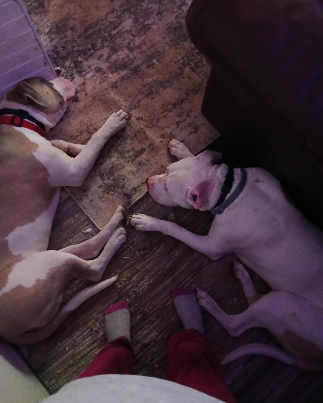 Drew and Raymond the Pitbull. Dog, Puppy, Indoors, Interior Design, Couch, Furniture
