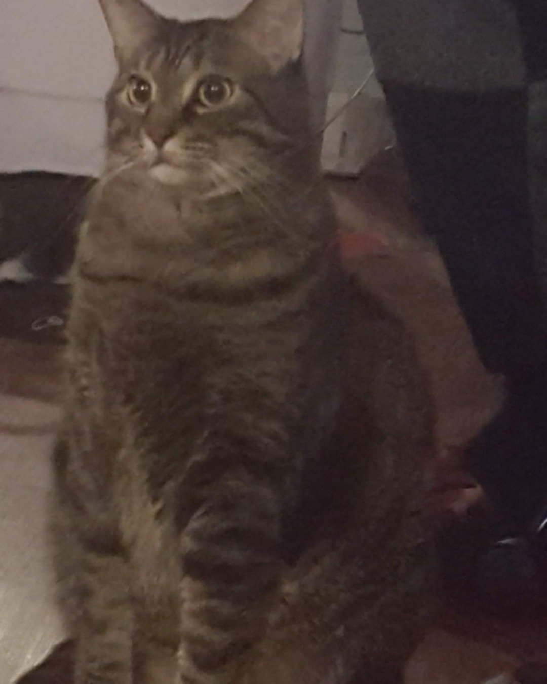 Rick. Abyssinian, Cat