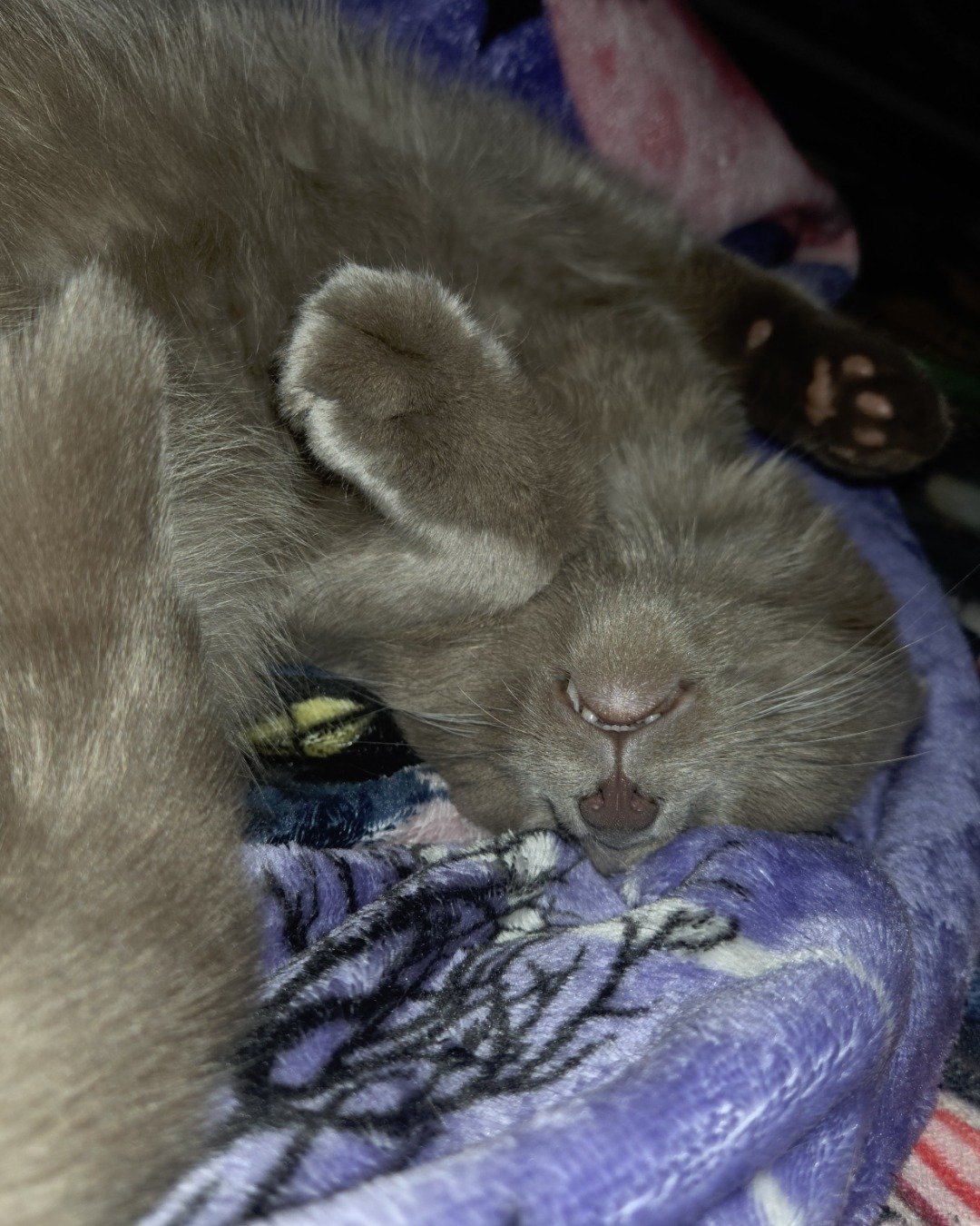 Chino. Person, Sleeping, Cat, Kitten