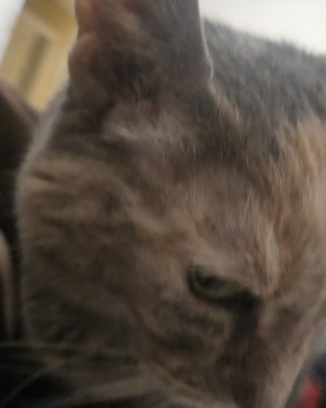 Saorsire the idk. Cat, Kitten