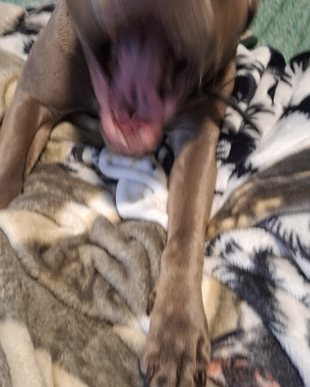 violet the pitbull. Dog, Puppy, Blanket, Quilt