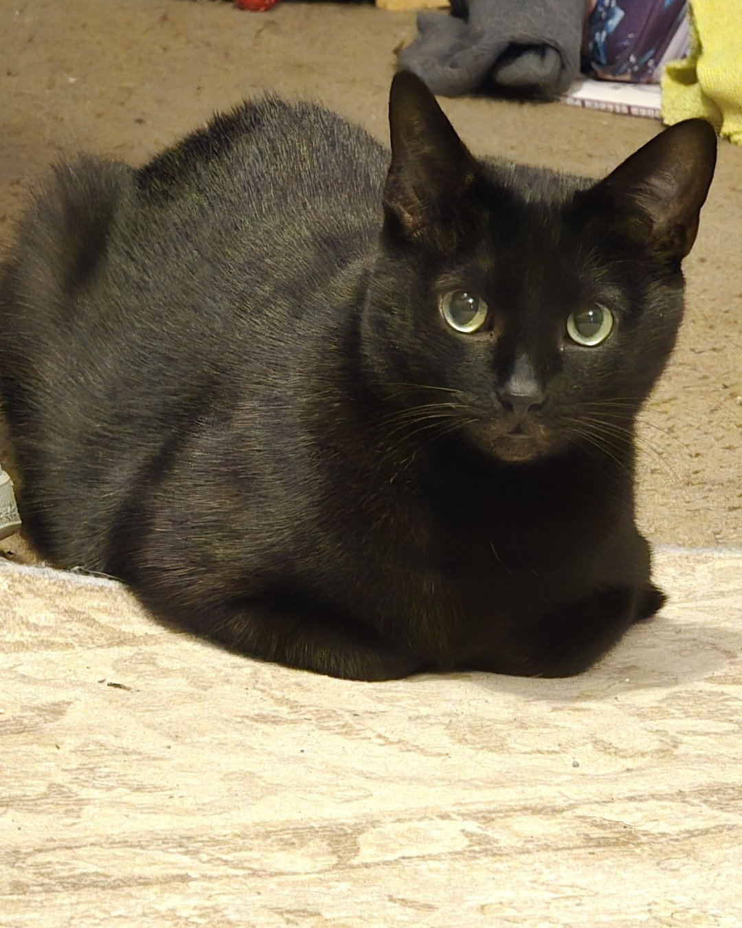 Binx. Cat, Black Cat