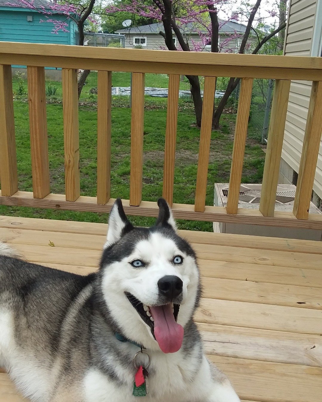 Hemi the Siberian Husky. Architecture, Building, House, Housing, Porch, Dog