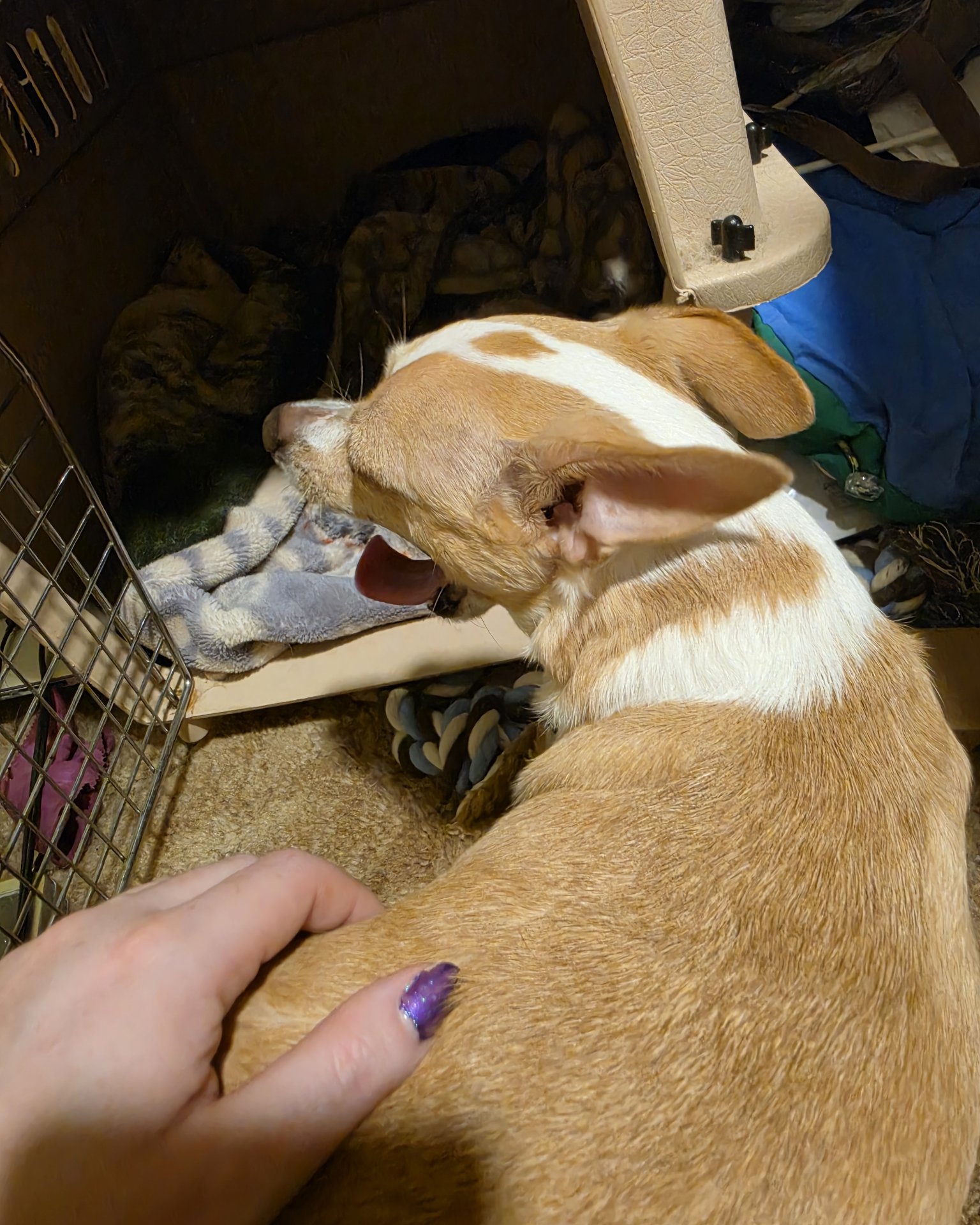 Zeus the Chihuahua. Body Part, Finger, Hand, Person, Dog, Hound