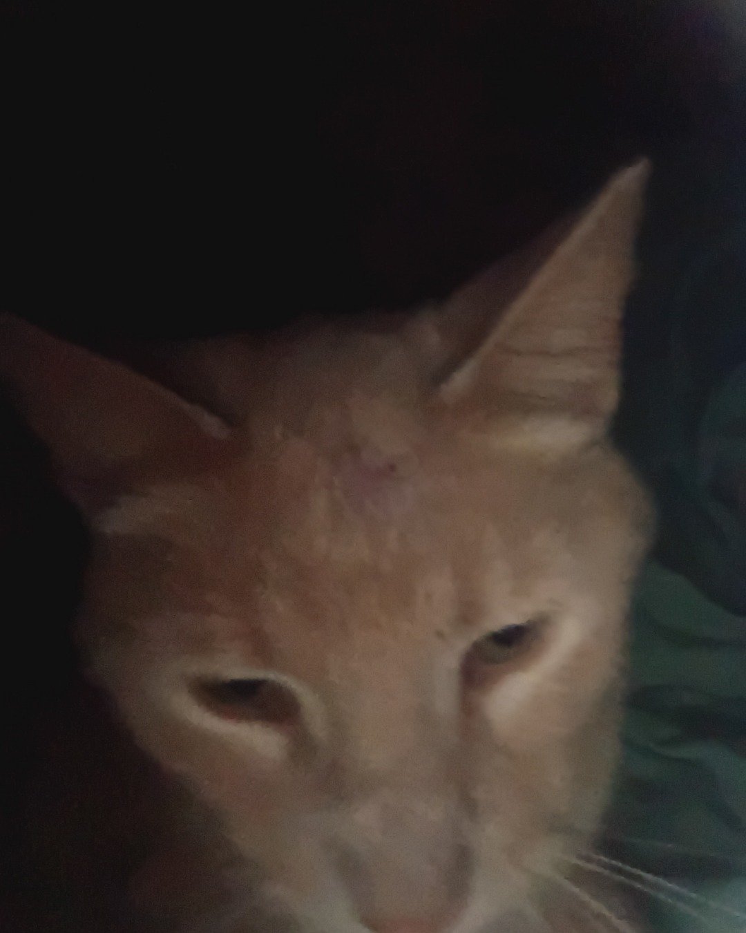 Sammy the Tabby. Abyssinian, Cat, Dog