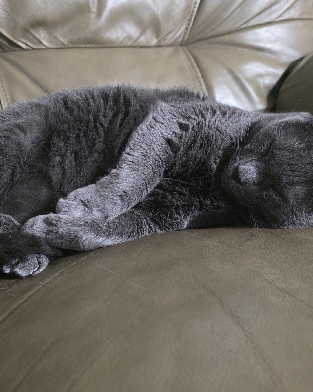 Cotton the Korat. Person, Sleeping, Couch, Furniture, Cushion, Home Decor