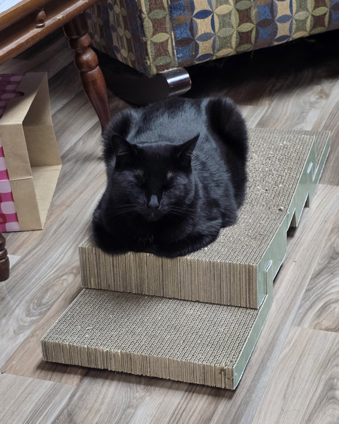 Balerion. Hardwood, Wood, Cat, Indoors, Interior Design