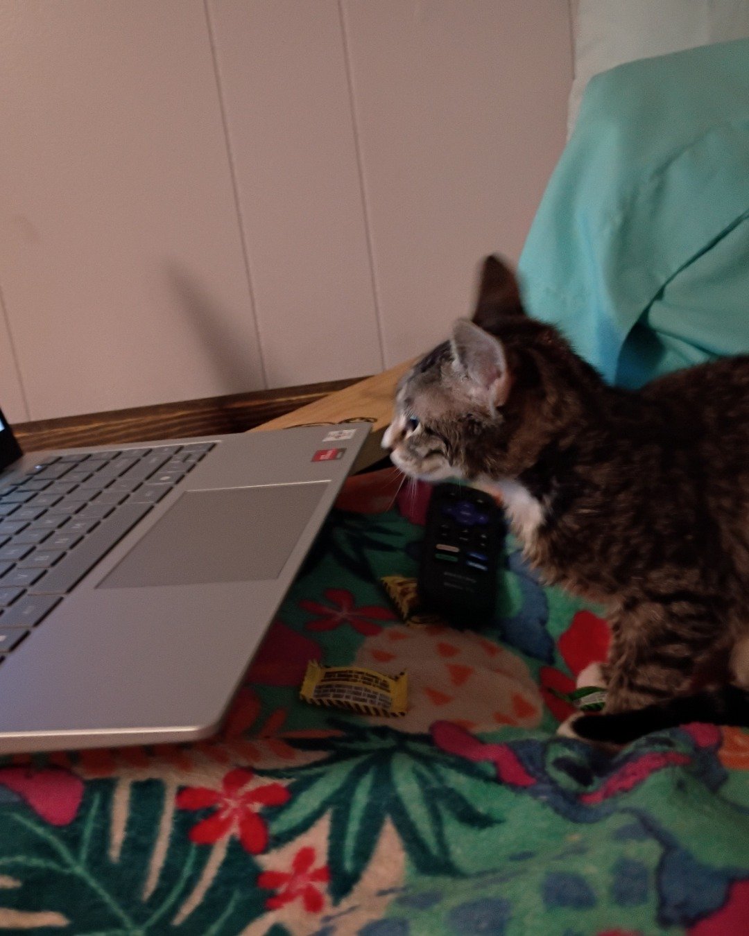 cinnamon. Computer, Electronics, Laptop, Pc, Couch, Furniture