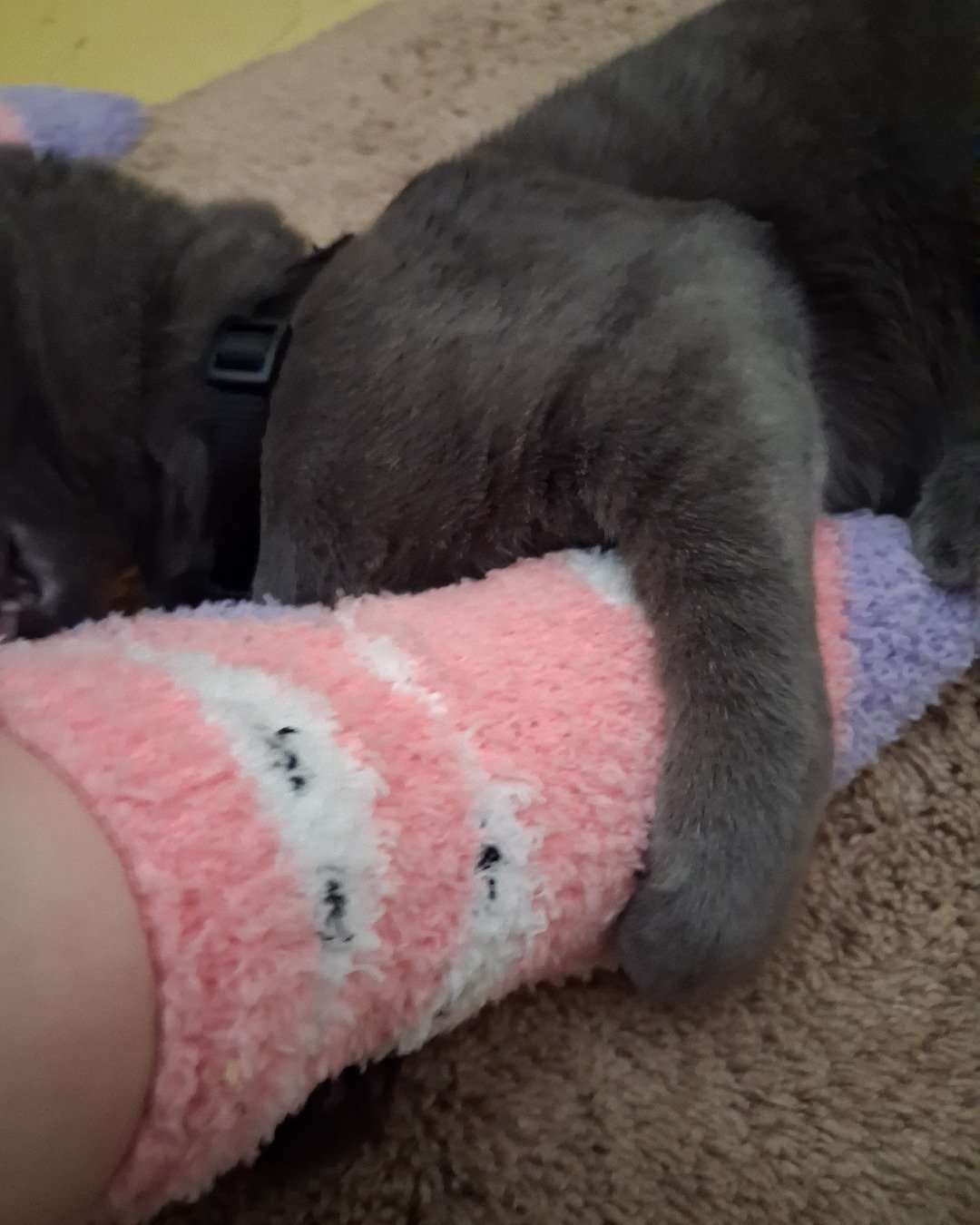 Biscuits the Russian blue. Dog, Puppy