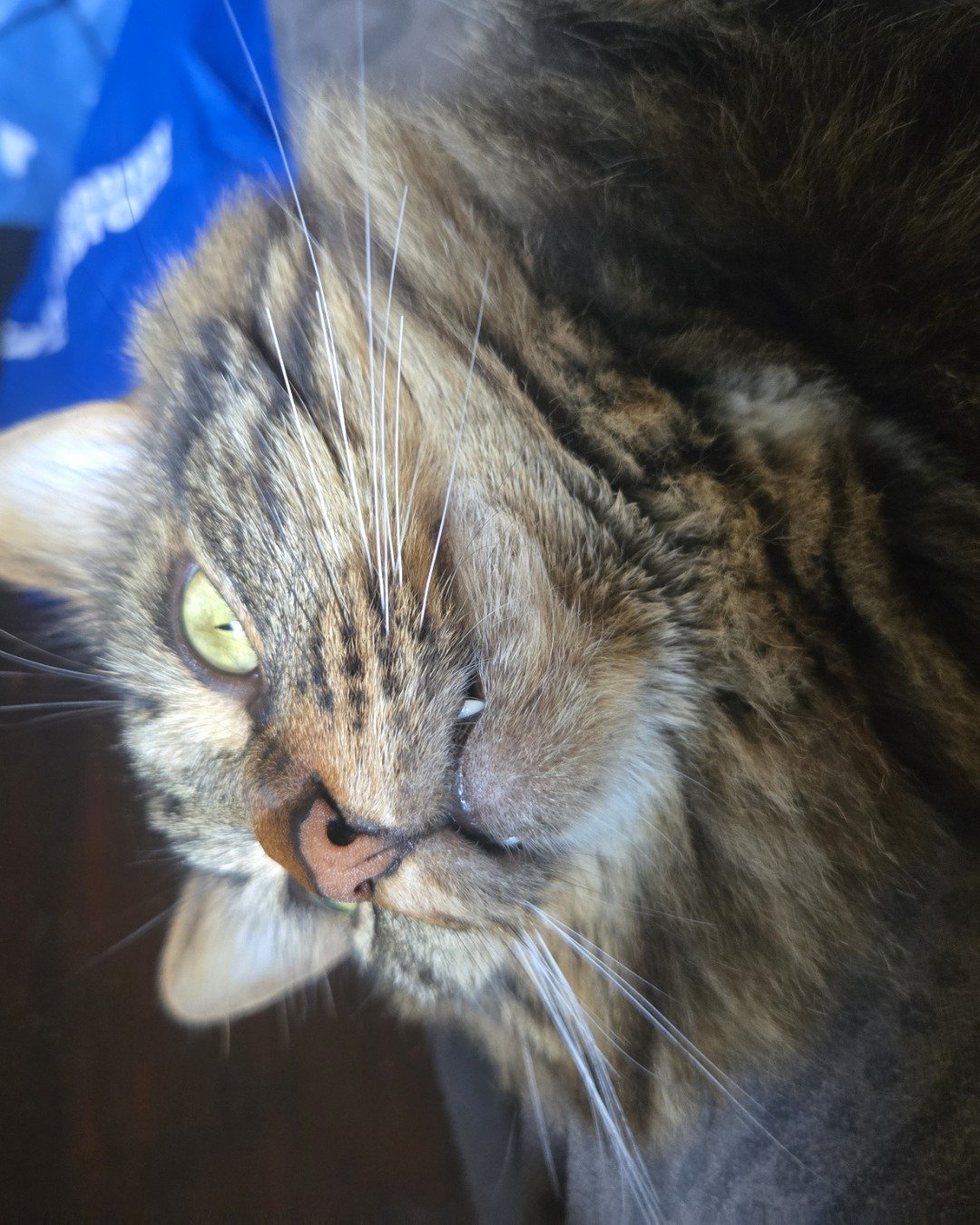 Albert the LHD. Cat, Manx