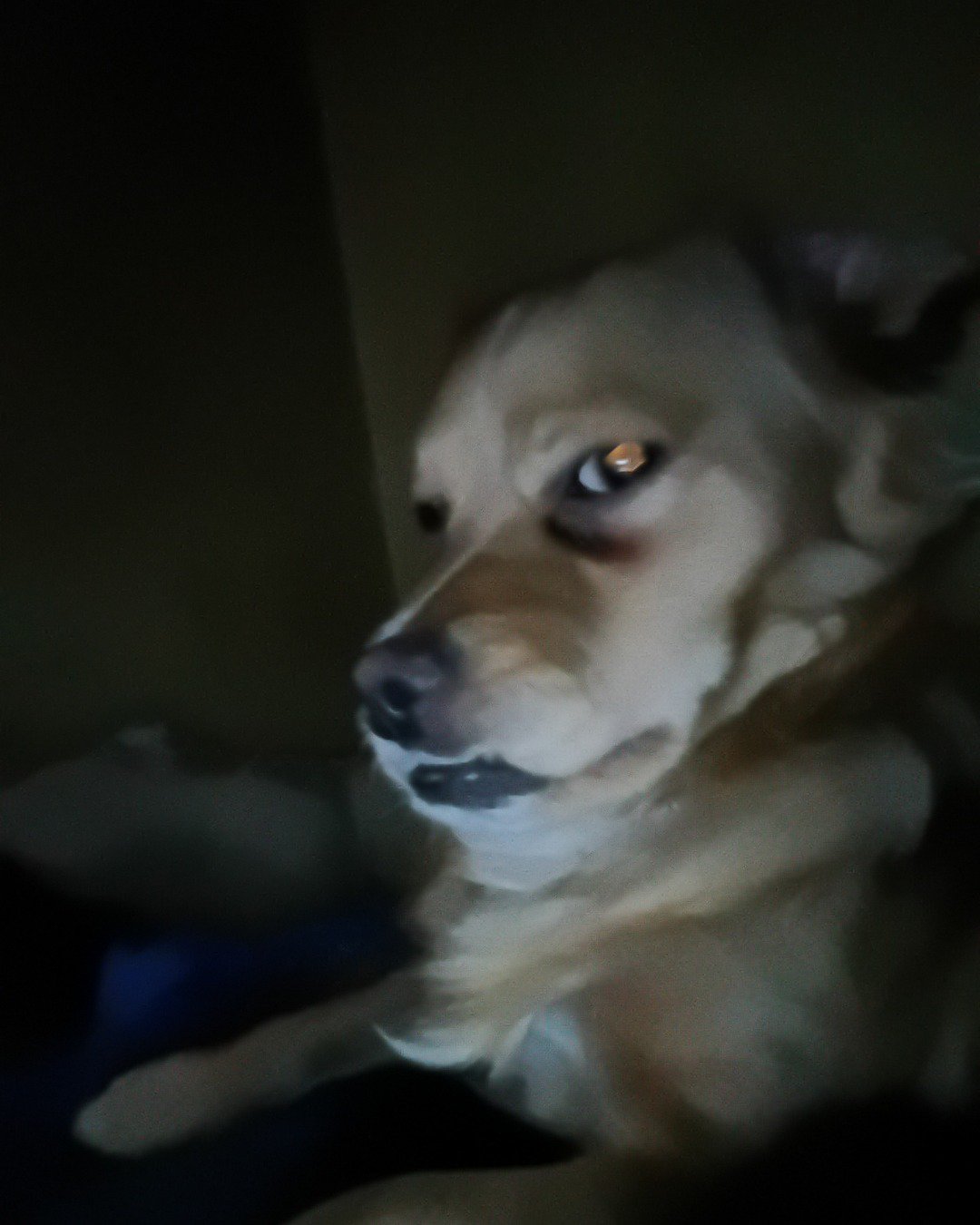 Yuri the PugZu. Dog, Puppy, Husky