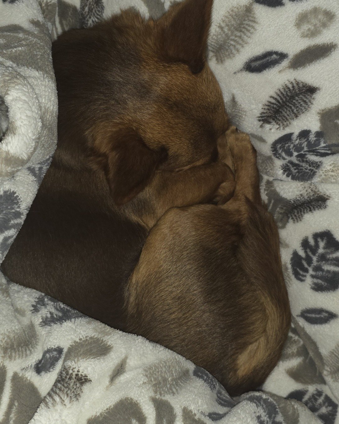 Scooter the doxie corgi. Dog, Puppy, Person, Sleeping, Blanket, Quilt