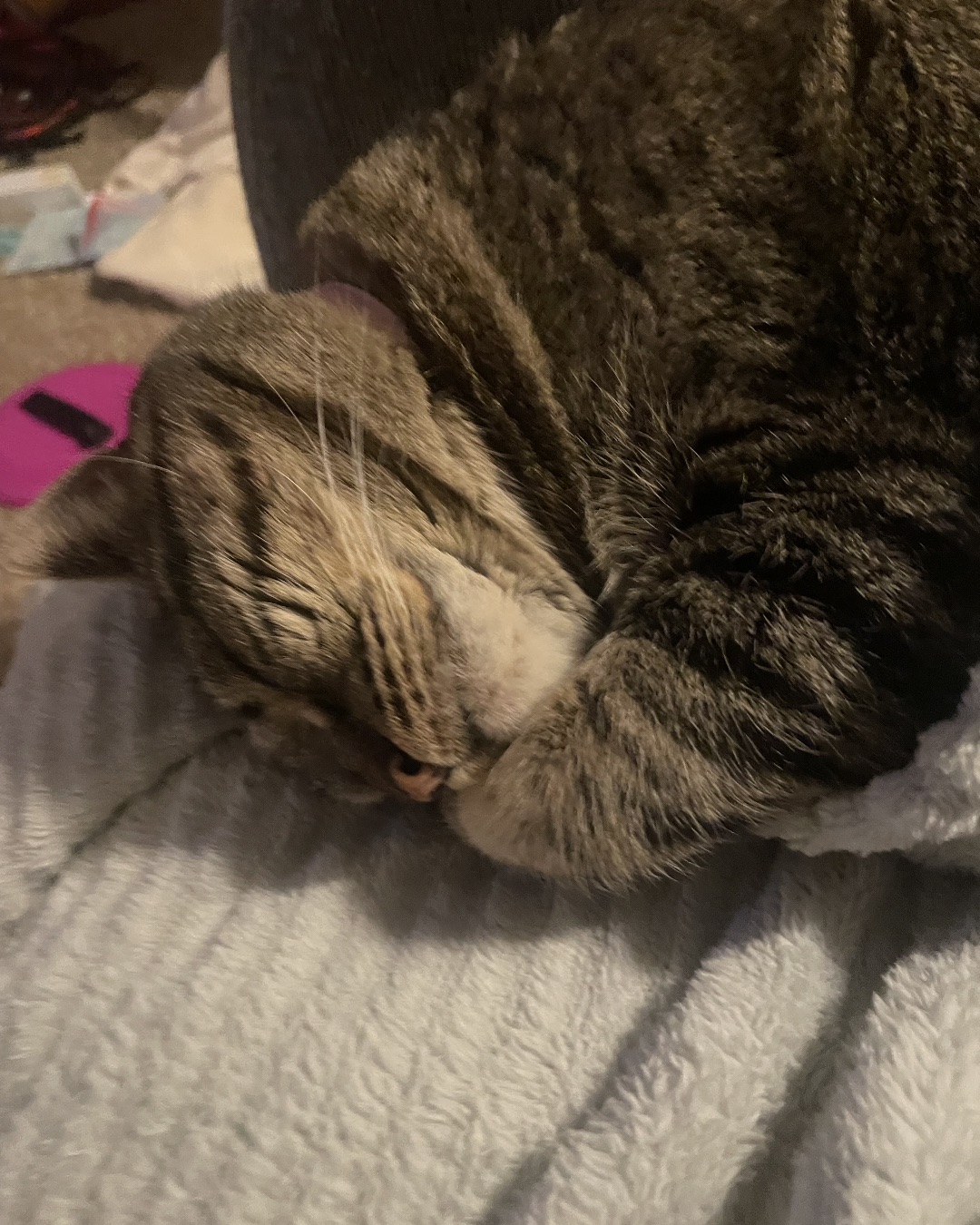 ReyRey. Person, Sleeping, Cat, Couch, Furniture, Kitten