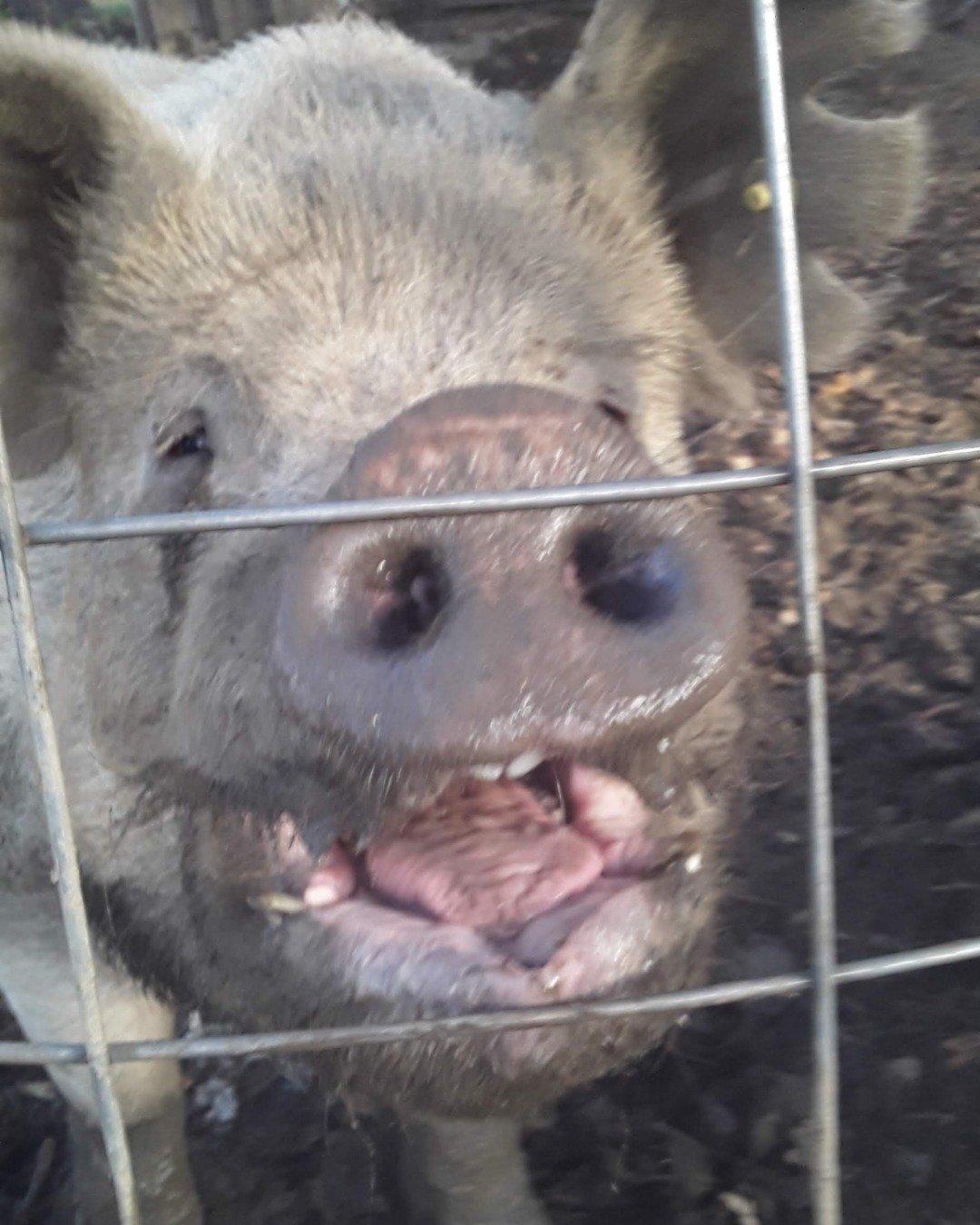 all my floofs. Snout, Pig, Hog, Boar