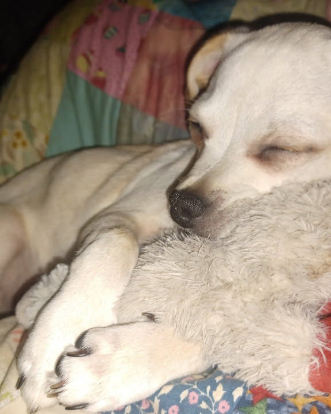 aveil and Neriah the pugzu. Dog, Puppy, Hound, Person, Sleeping