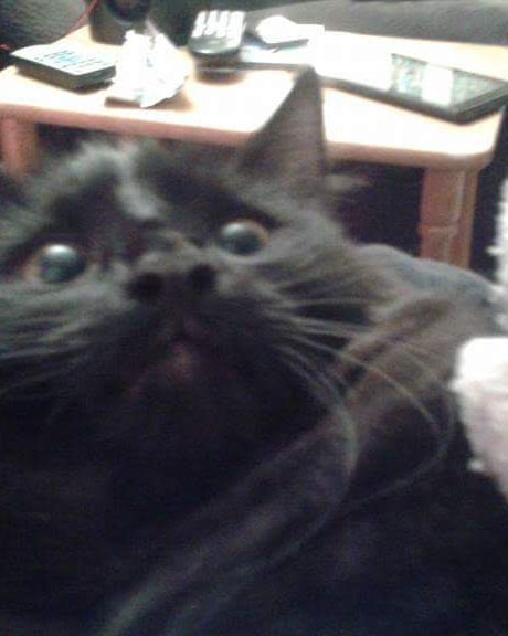 Sylvester the Unsure. Cat
