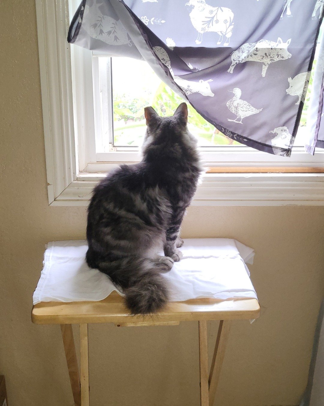 Yeti Freddie. Cat, Window, Windowsill, Formal Wear