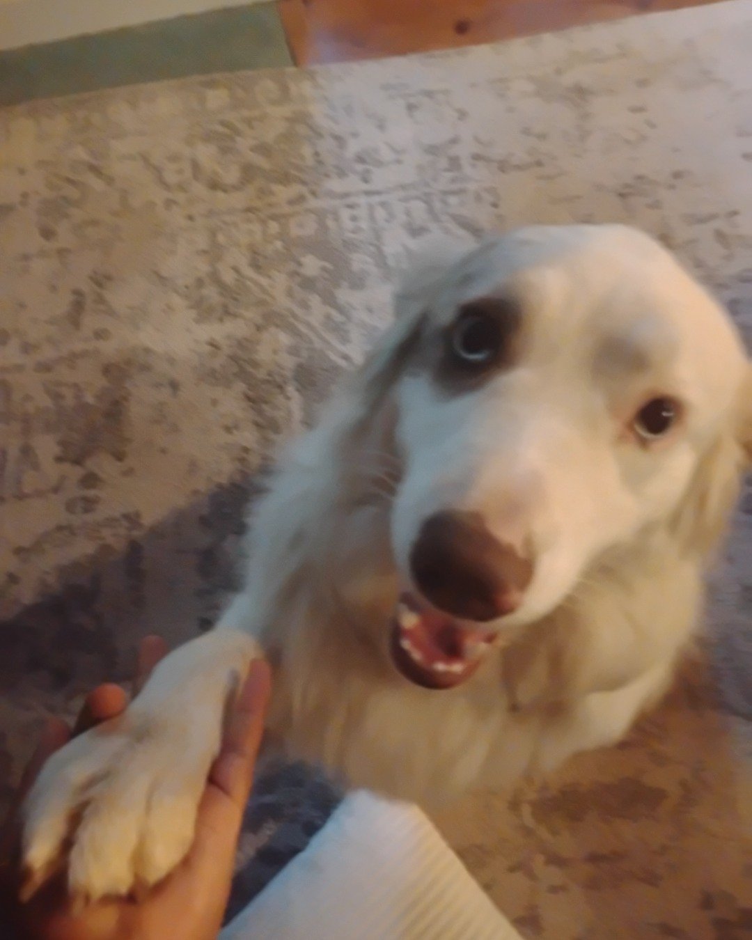 Willow the Australian Shepherd. Dog, Puppy, White Dog, Golden Retriever, Hound