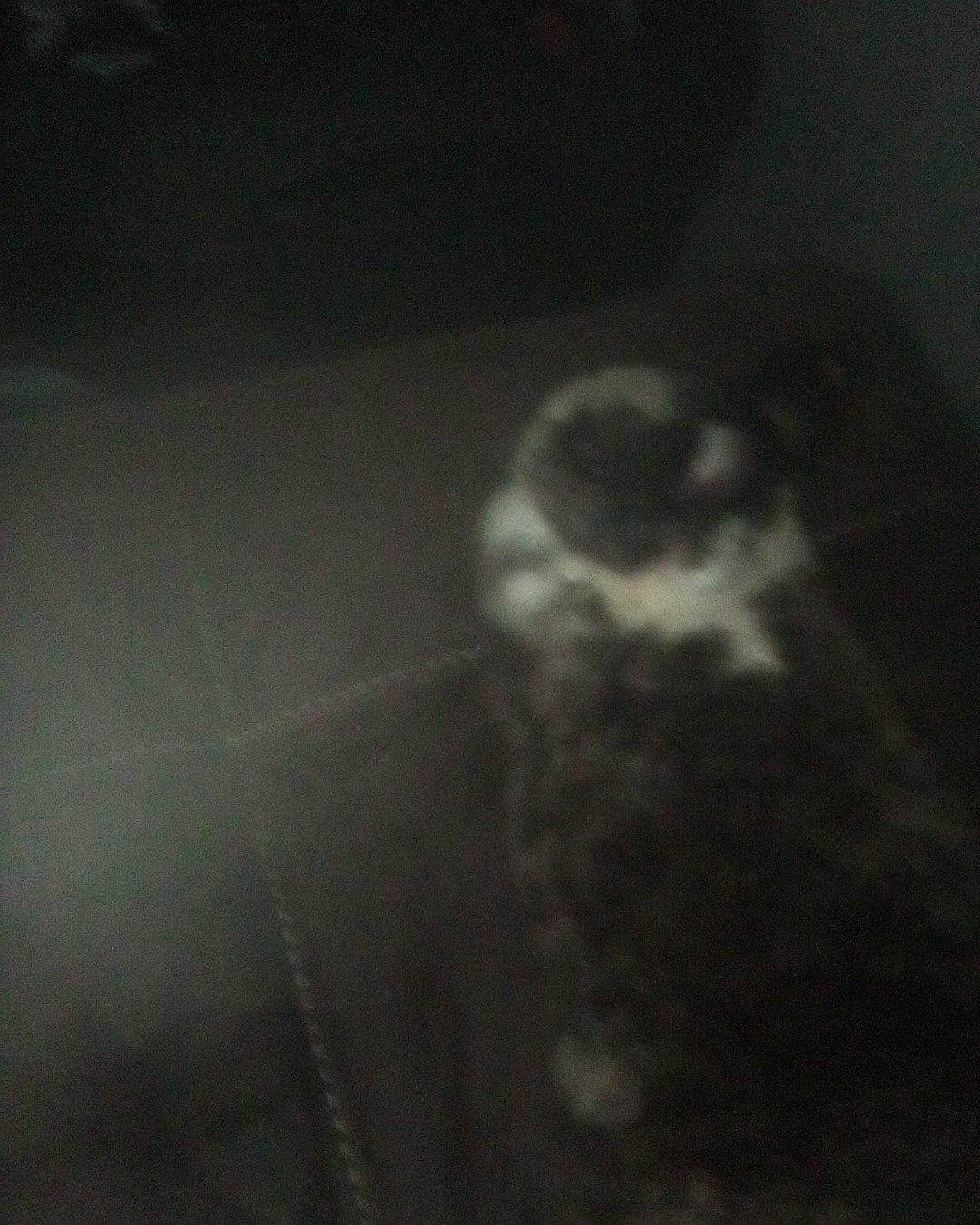 stormy the Dutch dwarf rabbit. Dog, Puppy, Rabbit