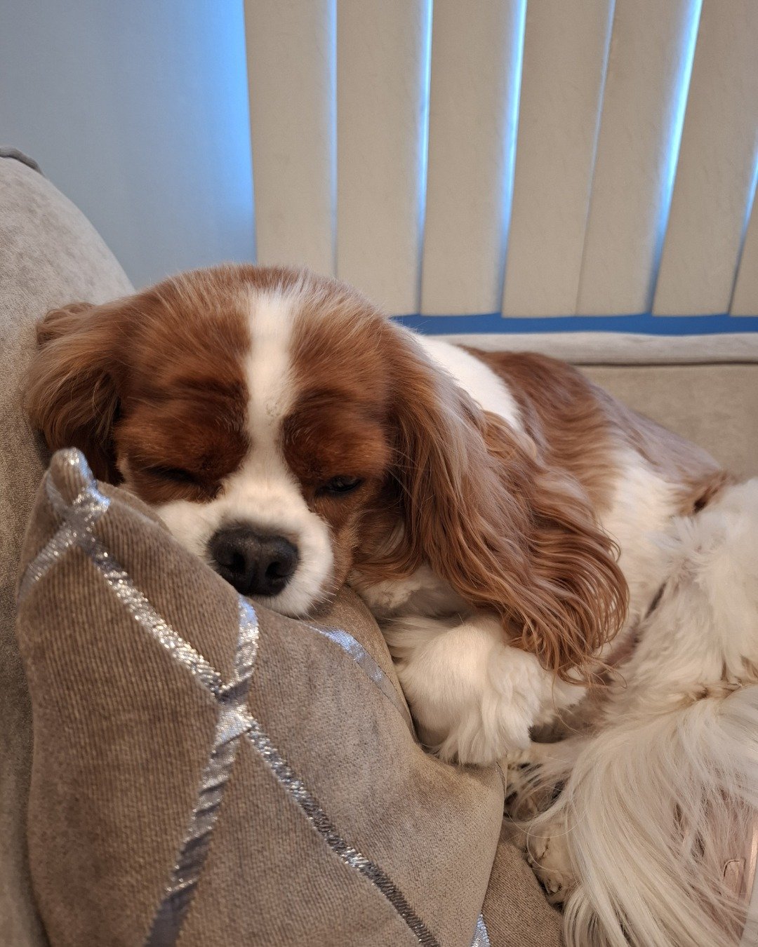 Arya the Cavalier King Charles Spaniel. Dog, Puppy