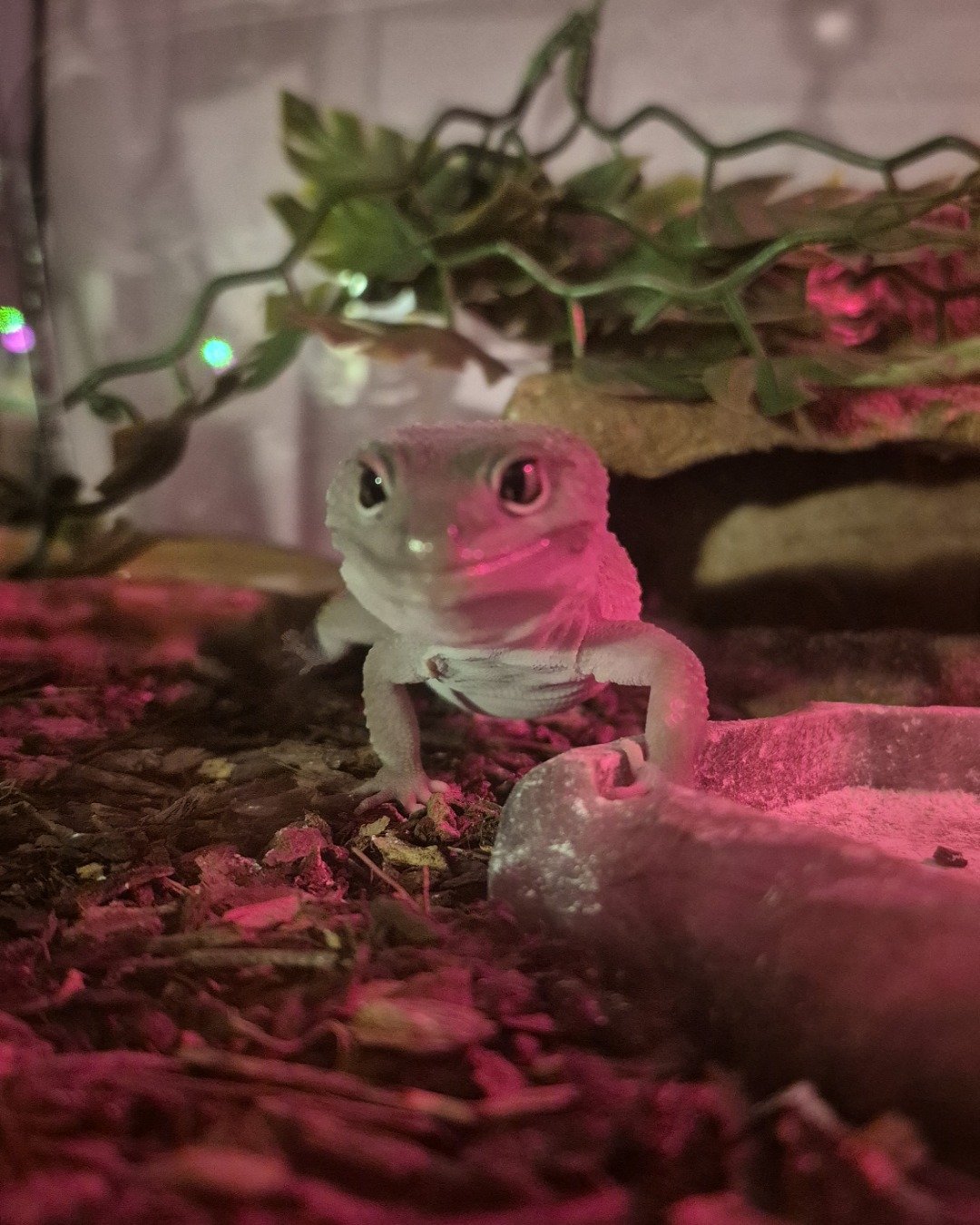 crystal the blizzard lepord gecko. Lizard, Reptile, Iguana, Gecko, Purple, Flower