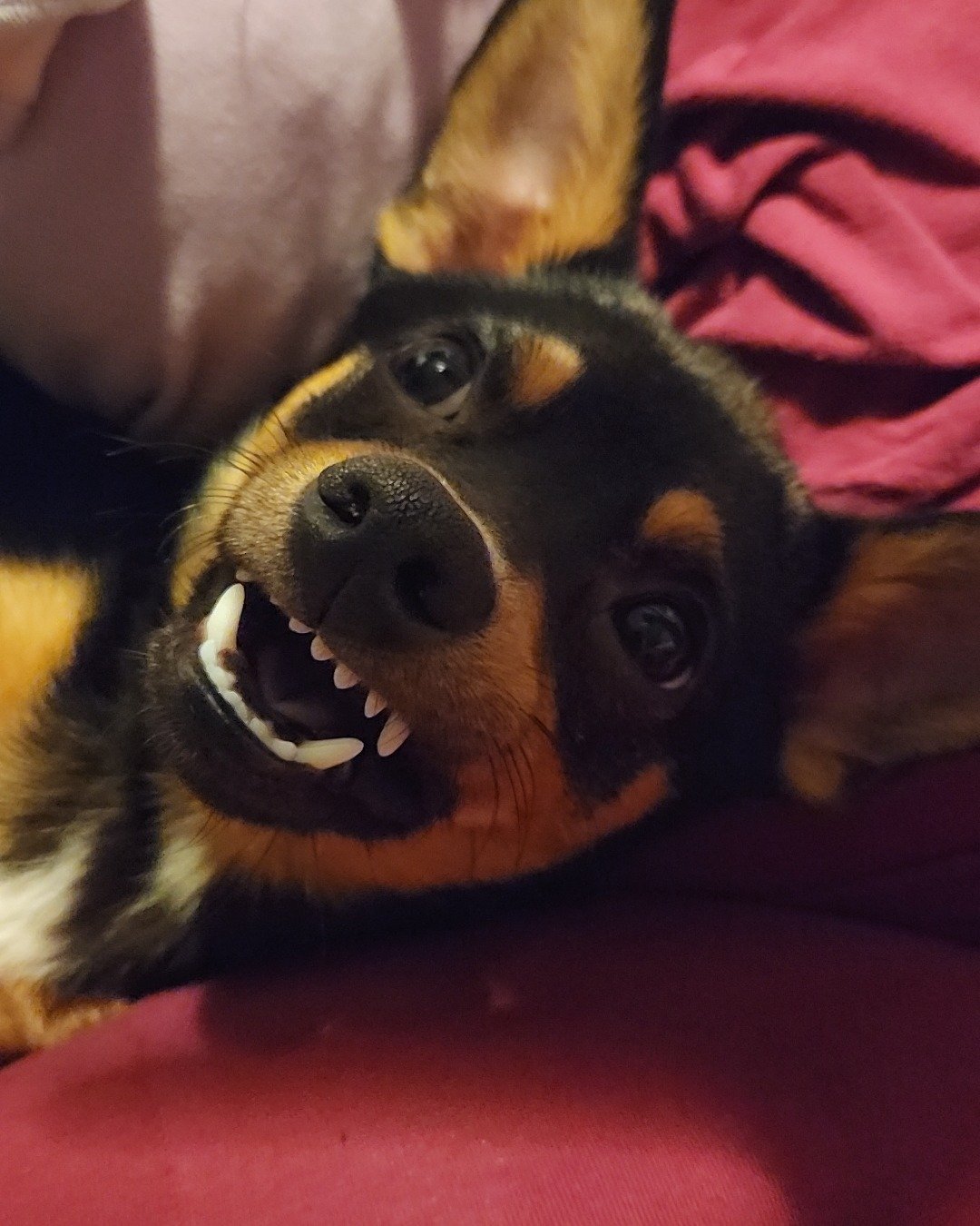 Reecey-Pup the Corgi Minpin Chihuahua. Dog, Puppy, Body Part, Mouth, Person, Teeth
