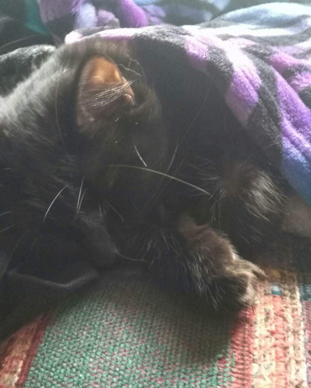 Sylvester the Unsure. Blanket, Cat
