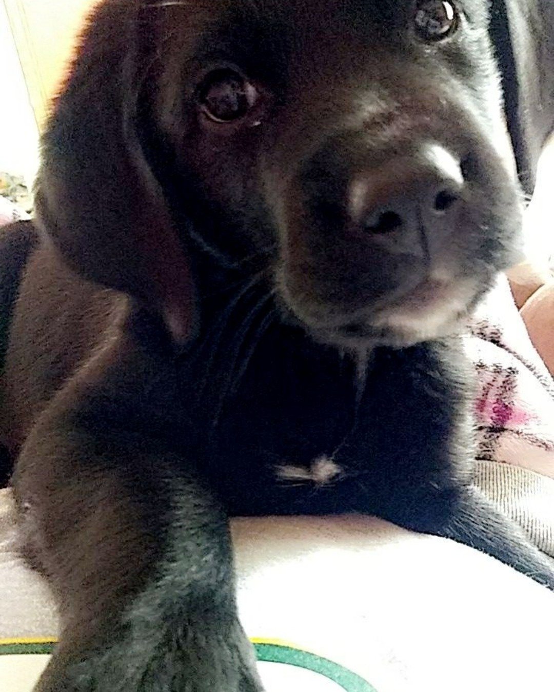 River the Black Lab. Dog, Puppy, Labrador Retriever, Hound