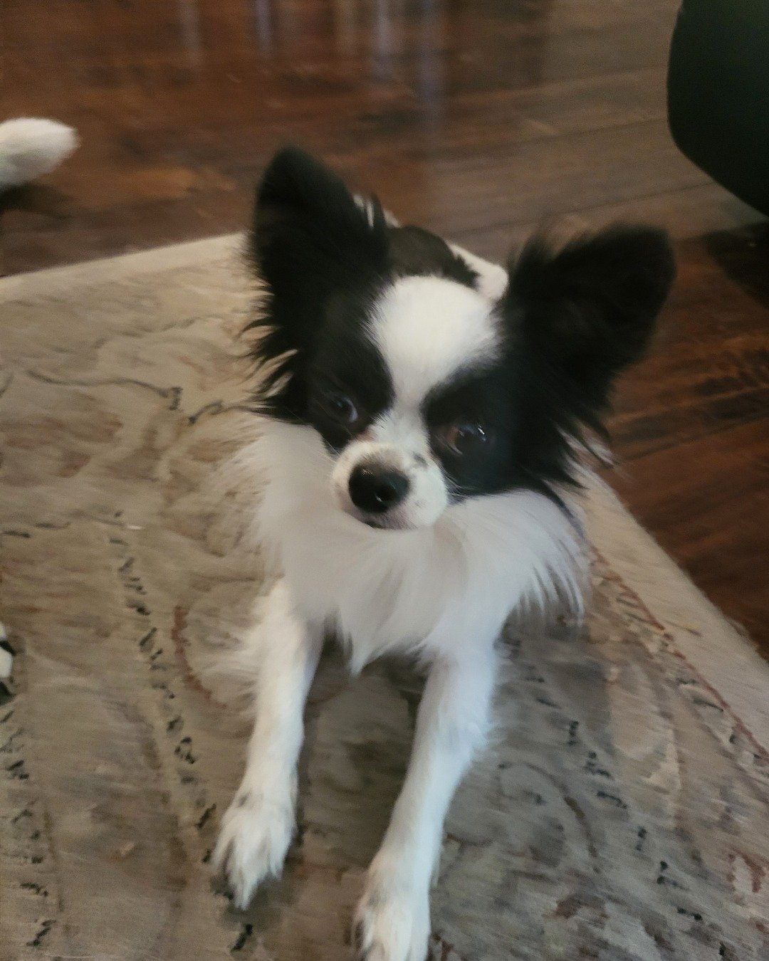 Danny the Long haired Chihuahua. Cocker Spaniel, Dog, Papillon, Puppy