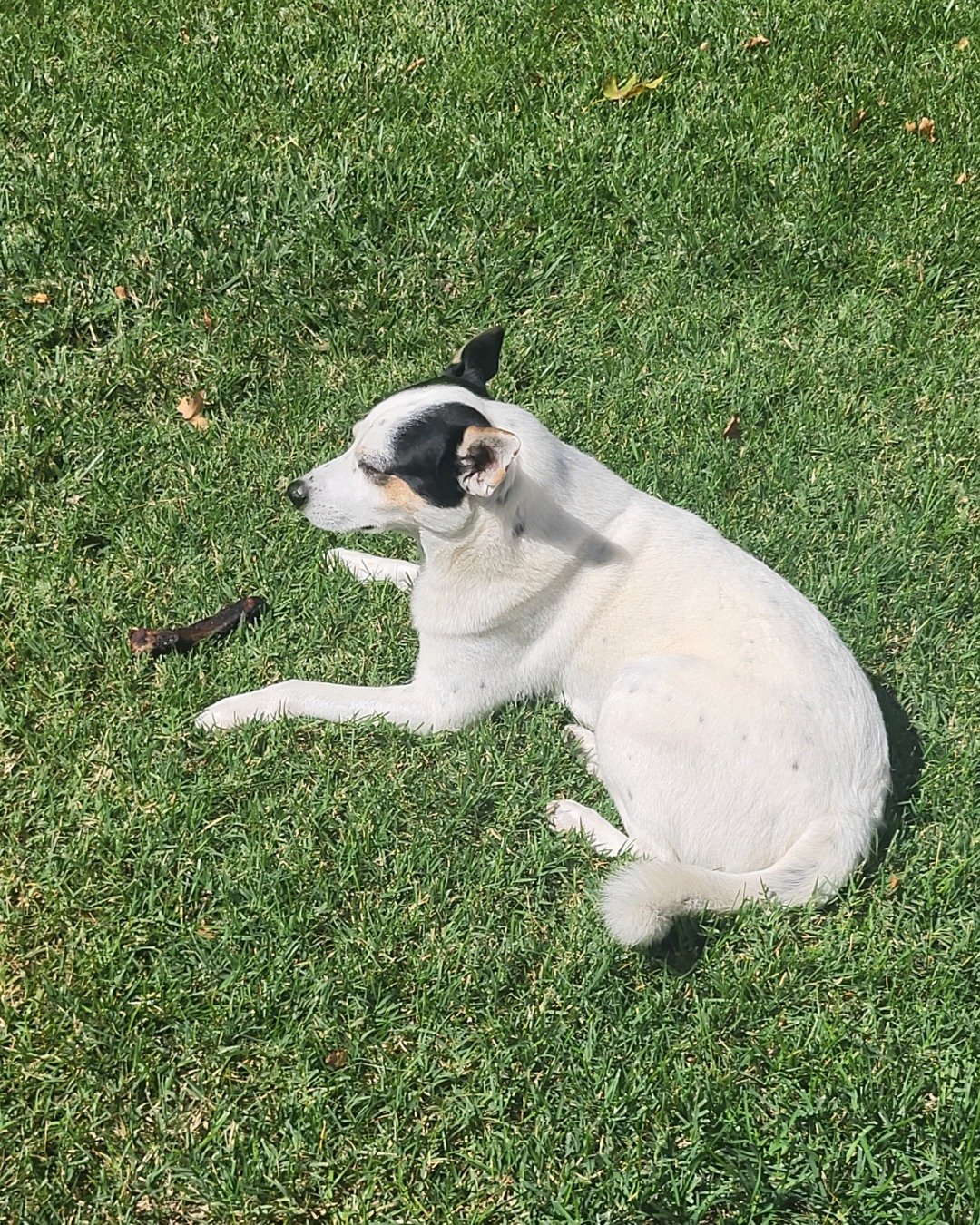 Billy the 1/4 Chihuahua 3/4 Queensland healer. Grass, Plant, Dog, Puppy, Accessories, Strap