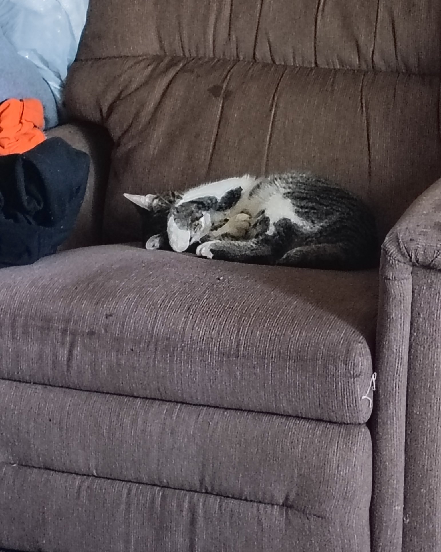 Athena. Couch, Furniture, Chair, Cat, Armchair