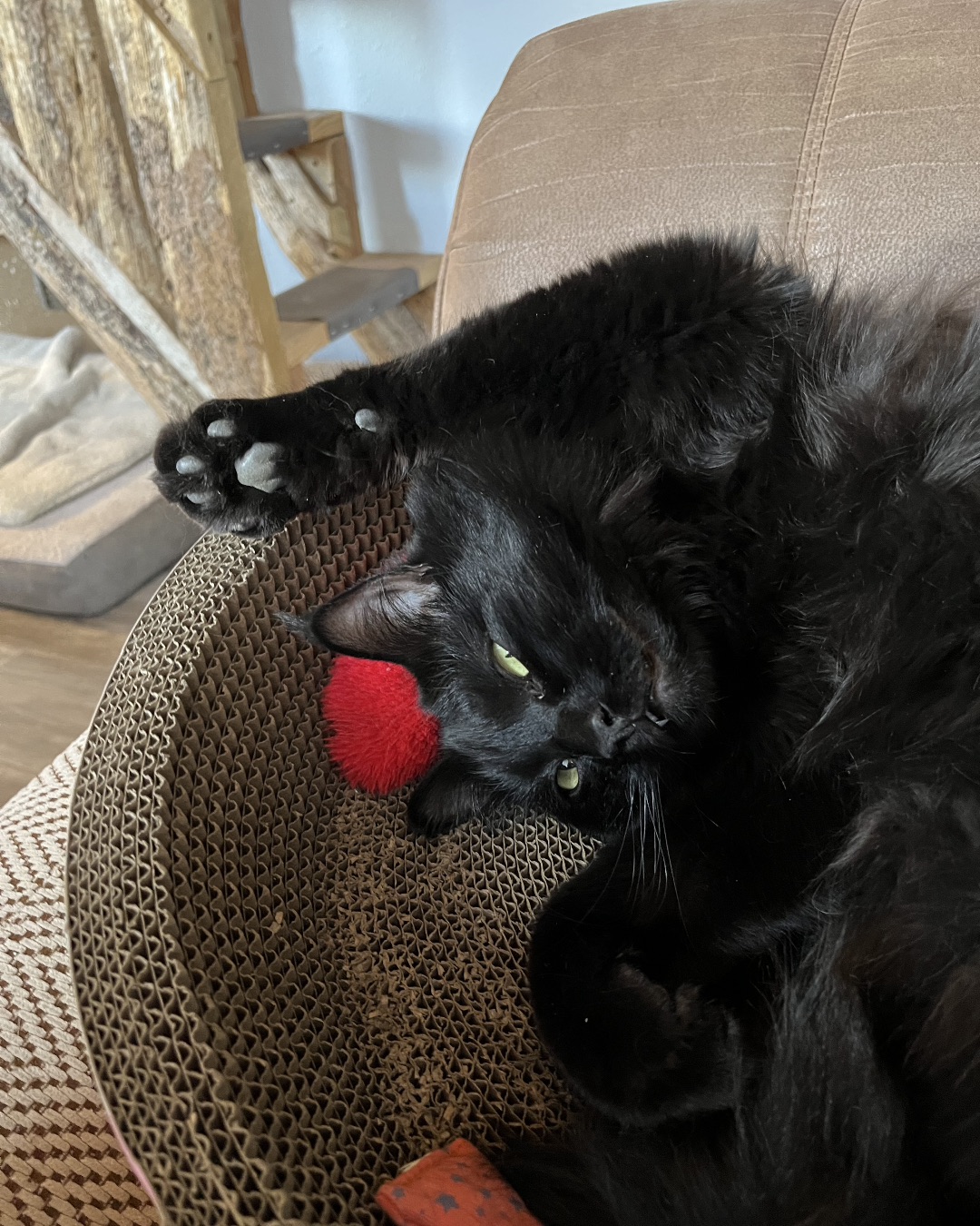 Ollie the Norwegian Forest Cat — Couch, Furniture, Cat, Chair, Home Decor