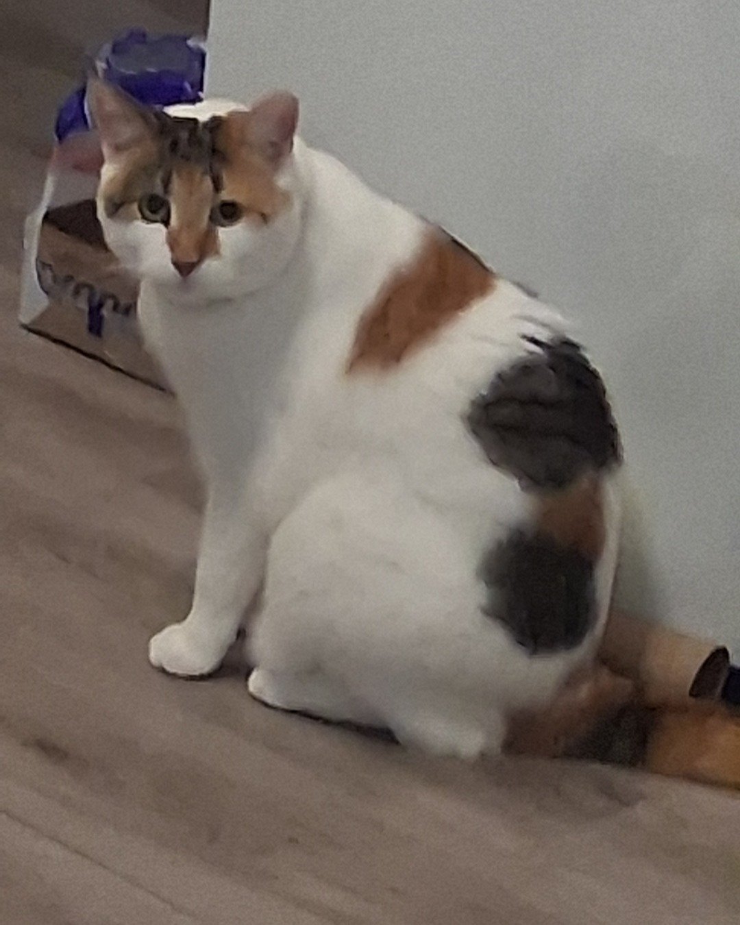 Callie the Calico maincoon. Cat, Manx