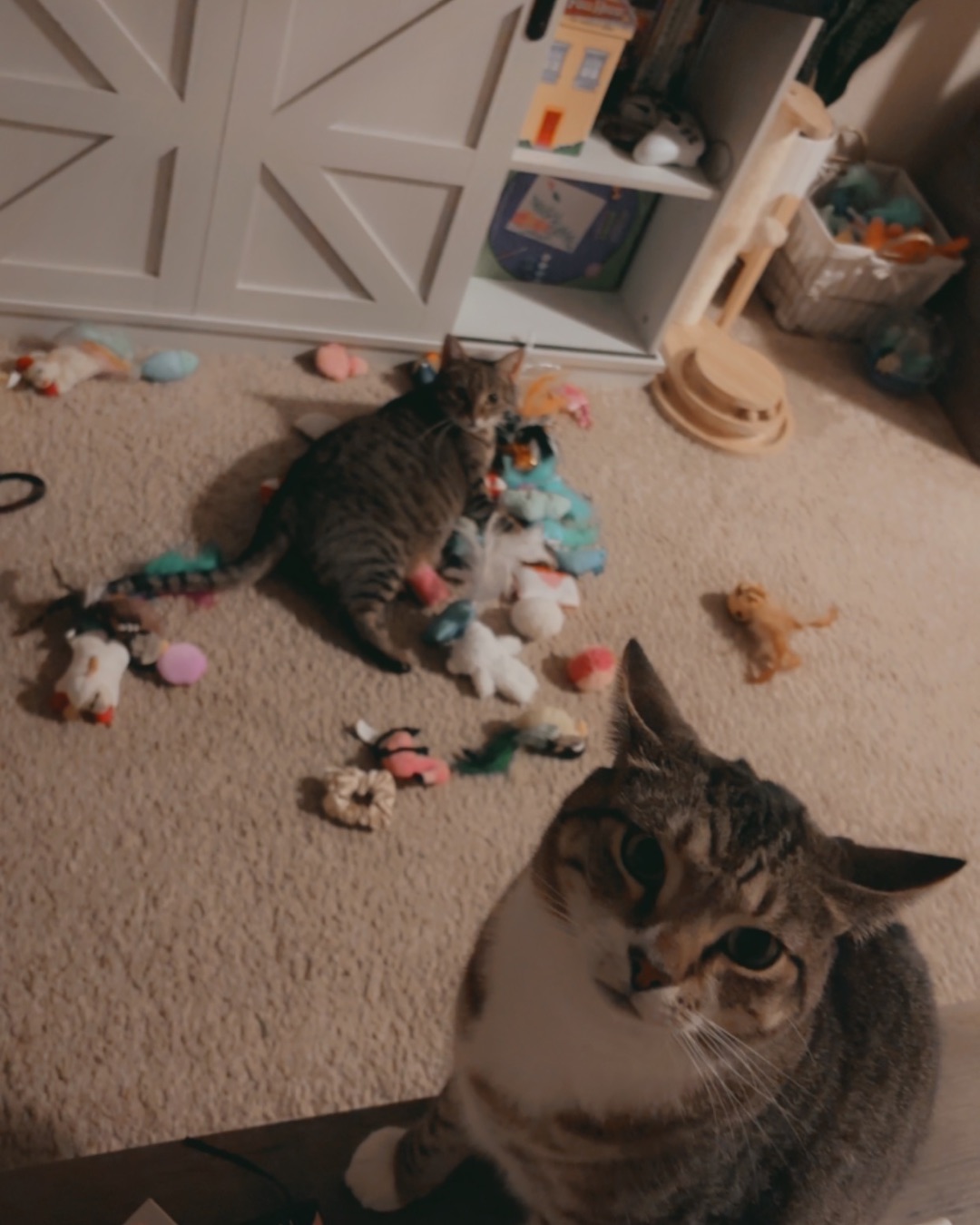 Luna — Floor, Flooring, Cat, Kitten, Manx, Wood