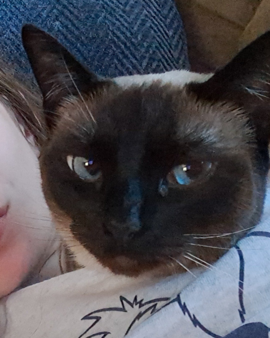 Luna🌙💫 (twin of Stella) the Siamese. Cat, Siamese, Person