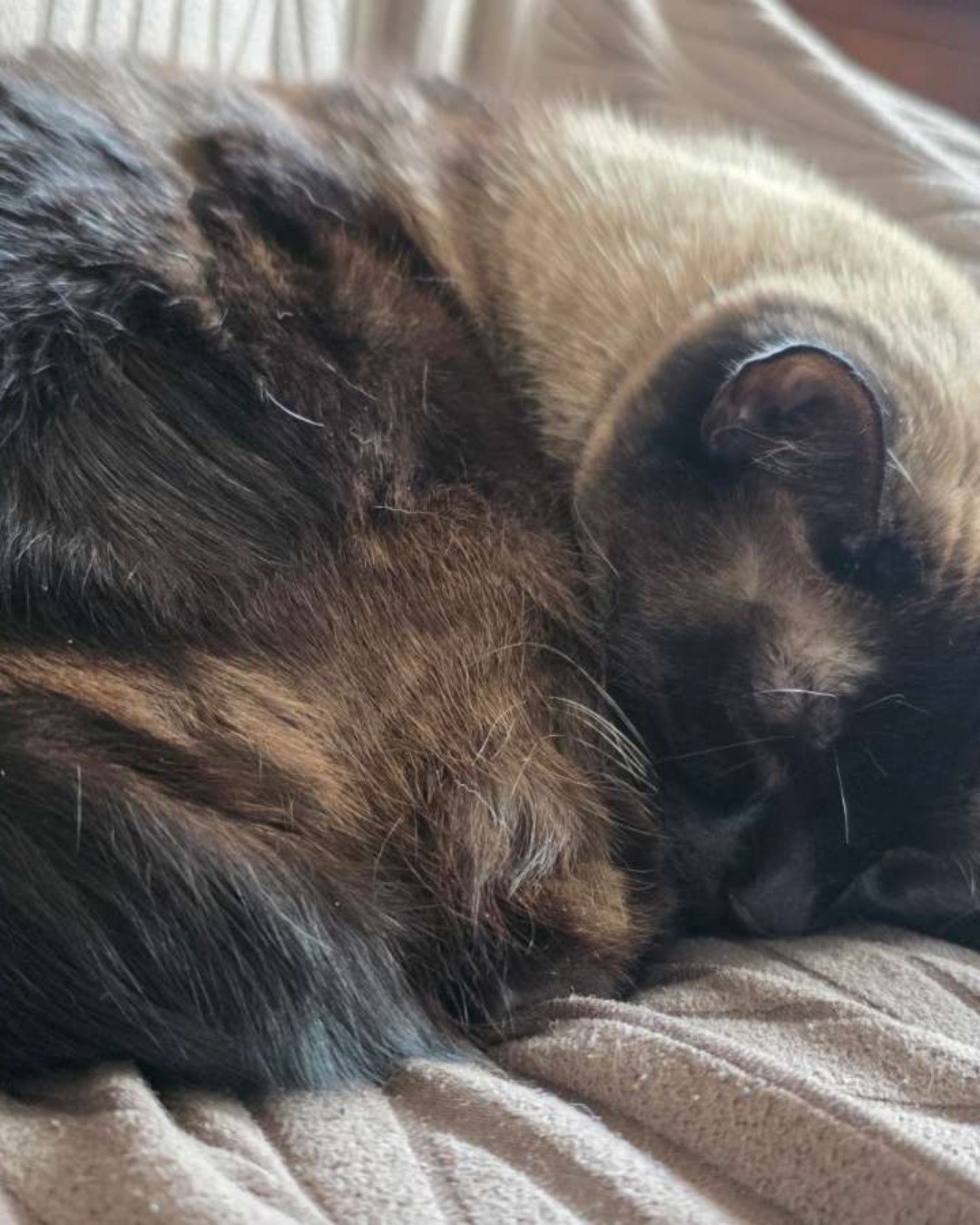 stub tail Stella🙃😎 (twin of Luna) the Siamese. Person, Sleeping, Blanket, Cat