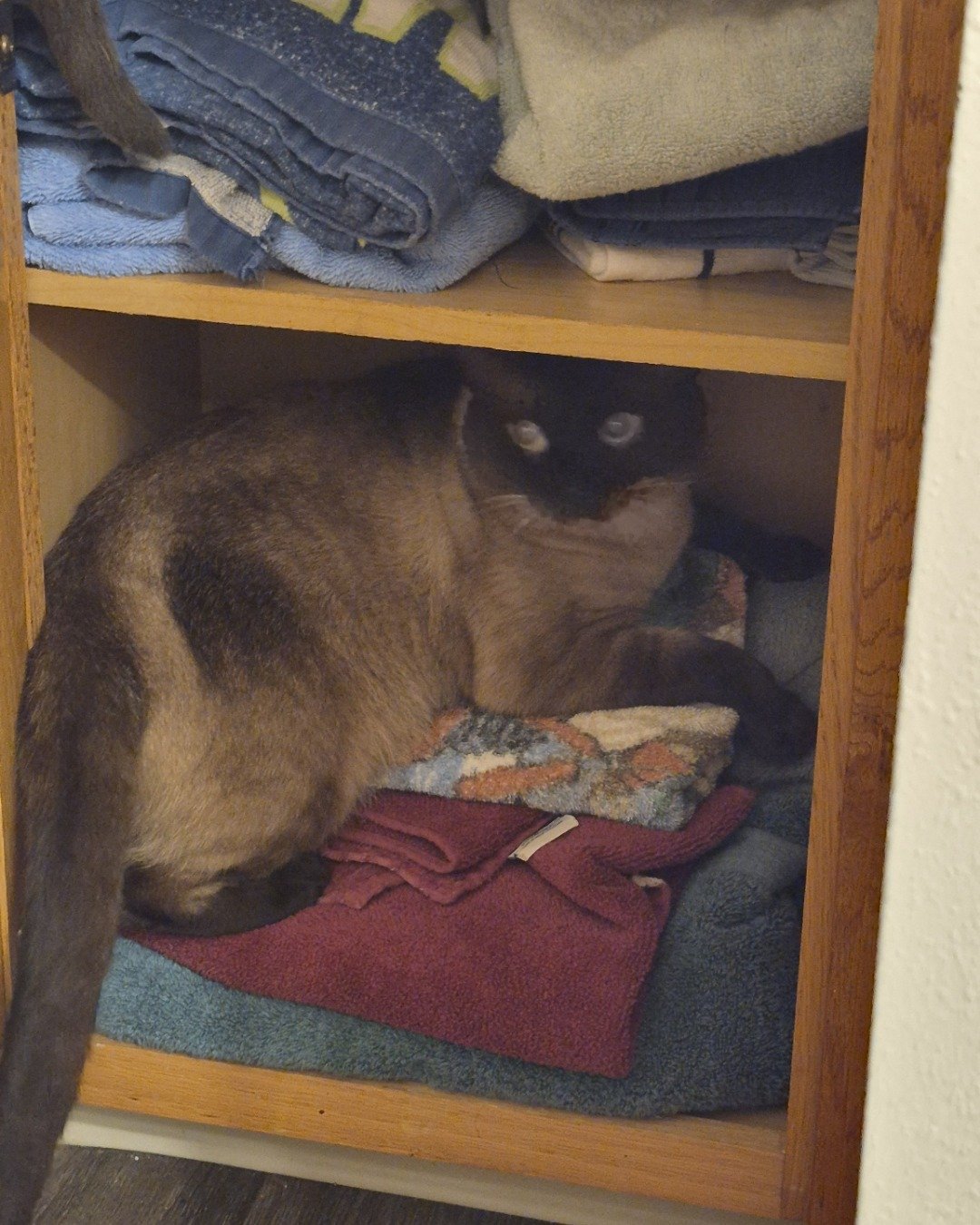 blue the siamese. Closet, Cupboard, Furniture, Drawer, Cat