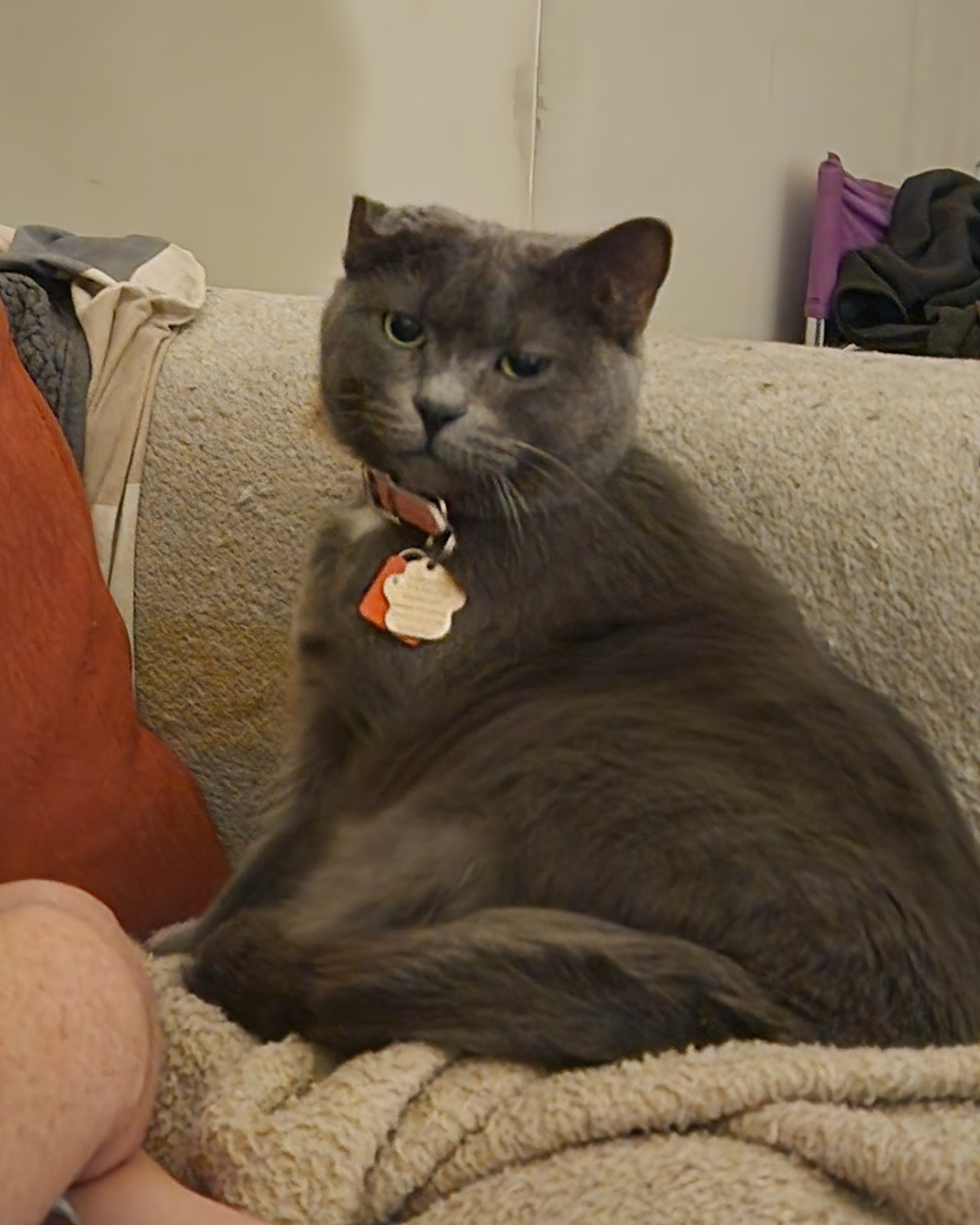 Lilac the SDH. Couch, Furniture, Cat, Blanket