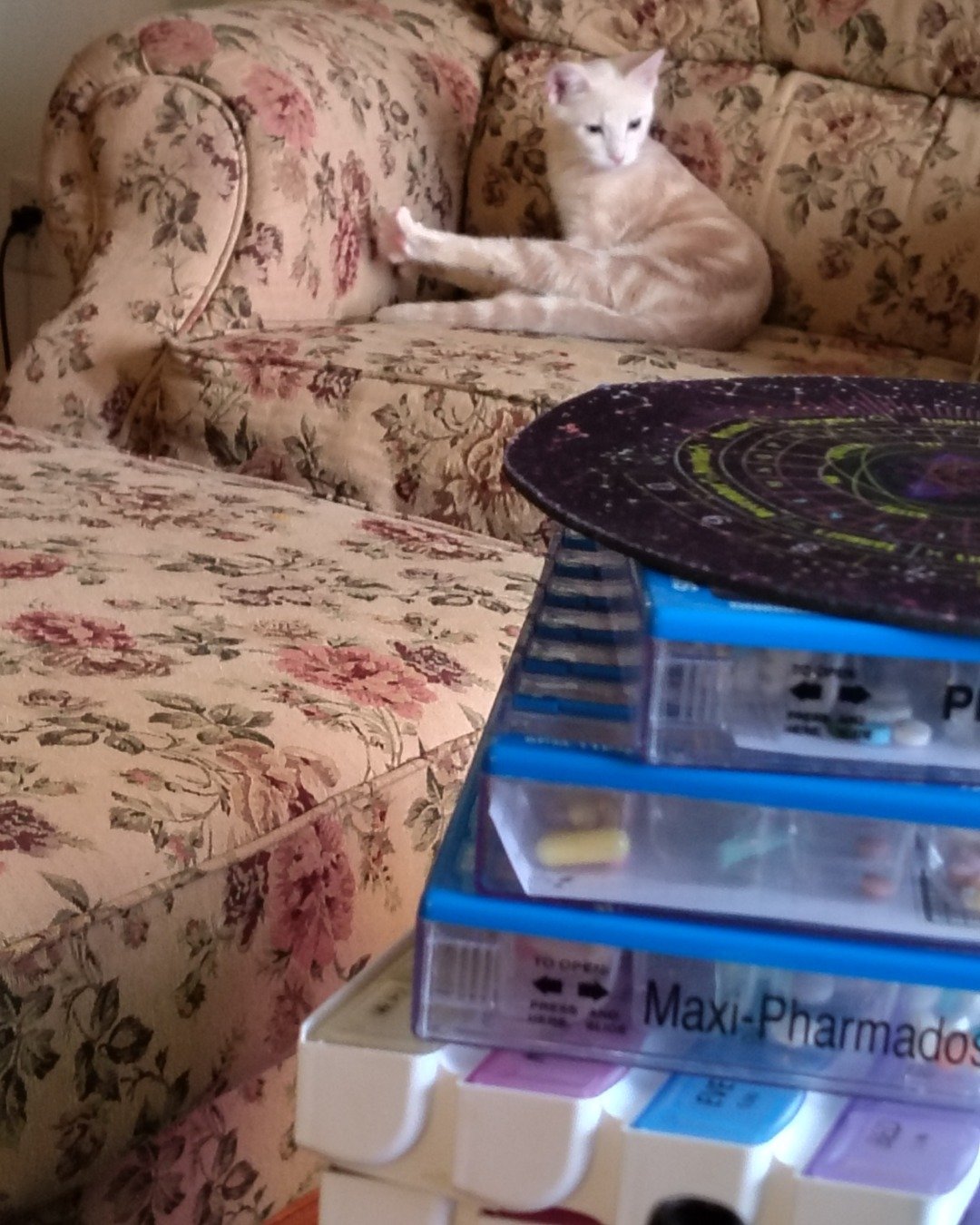 Aphrodite the orange kitty. Couch, Furniture, Architecture, Building, Indoors, Living Room