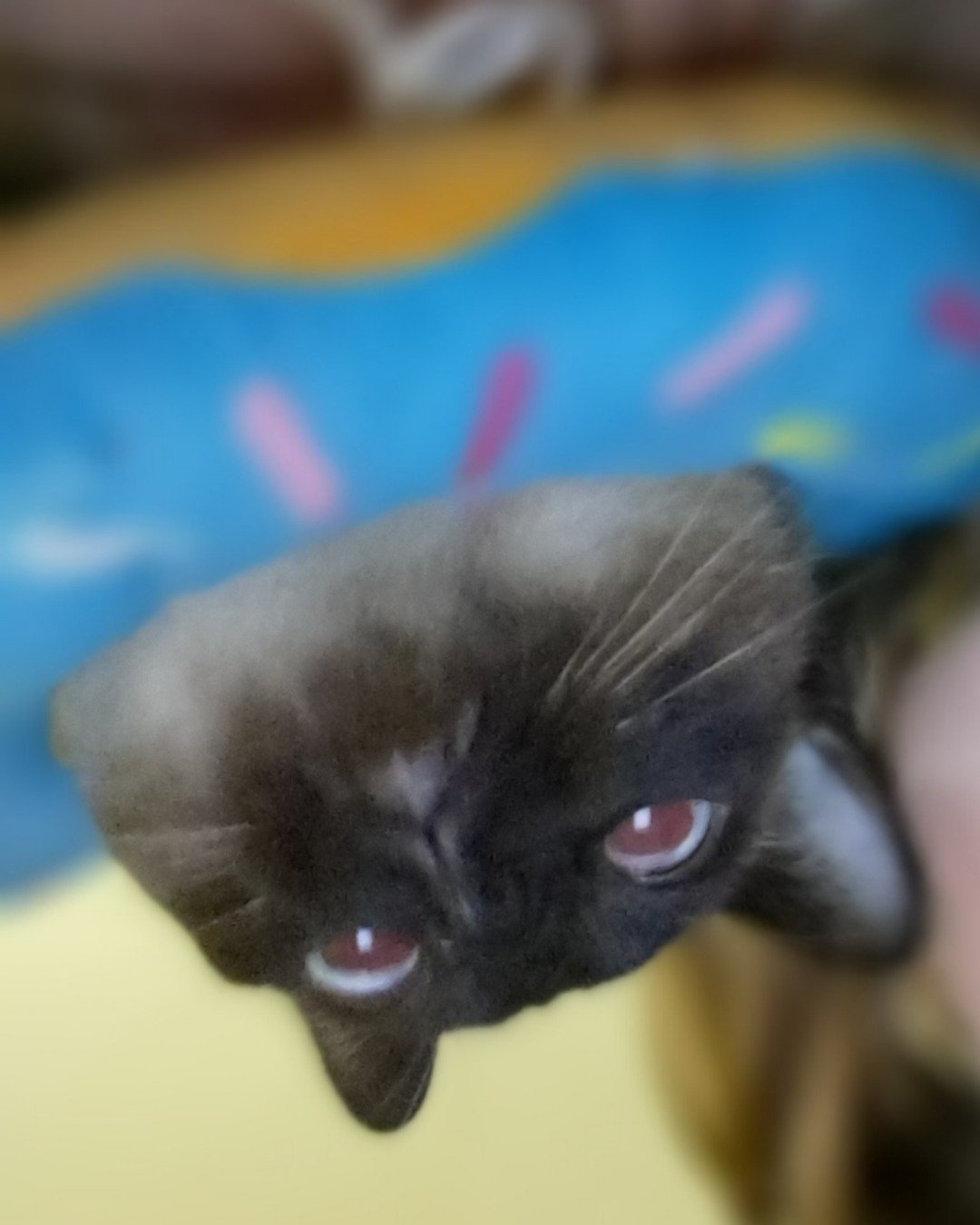 Luna🌙💫 (twin of Stella) the Siamese. Cat, Kitten, Siamese