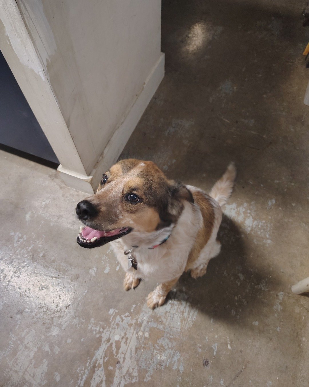 Chester the Australian Shepherd Mix. Accessories, Strap, Dog, Hound, Floor, Puppy