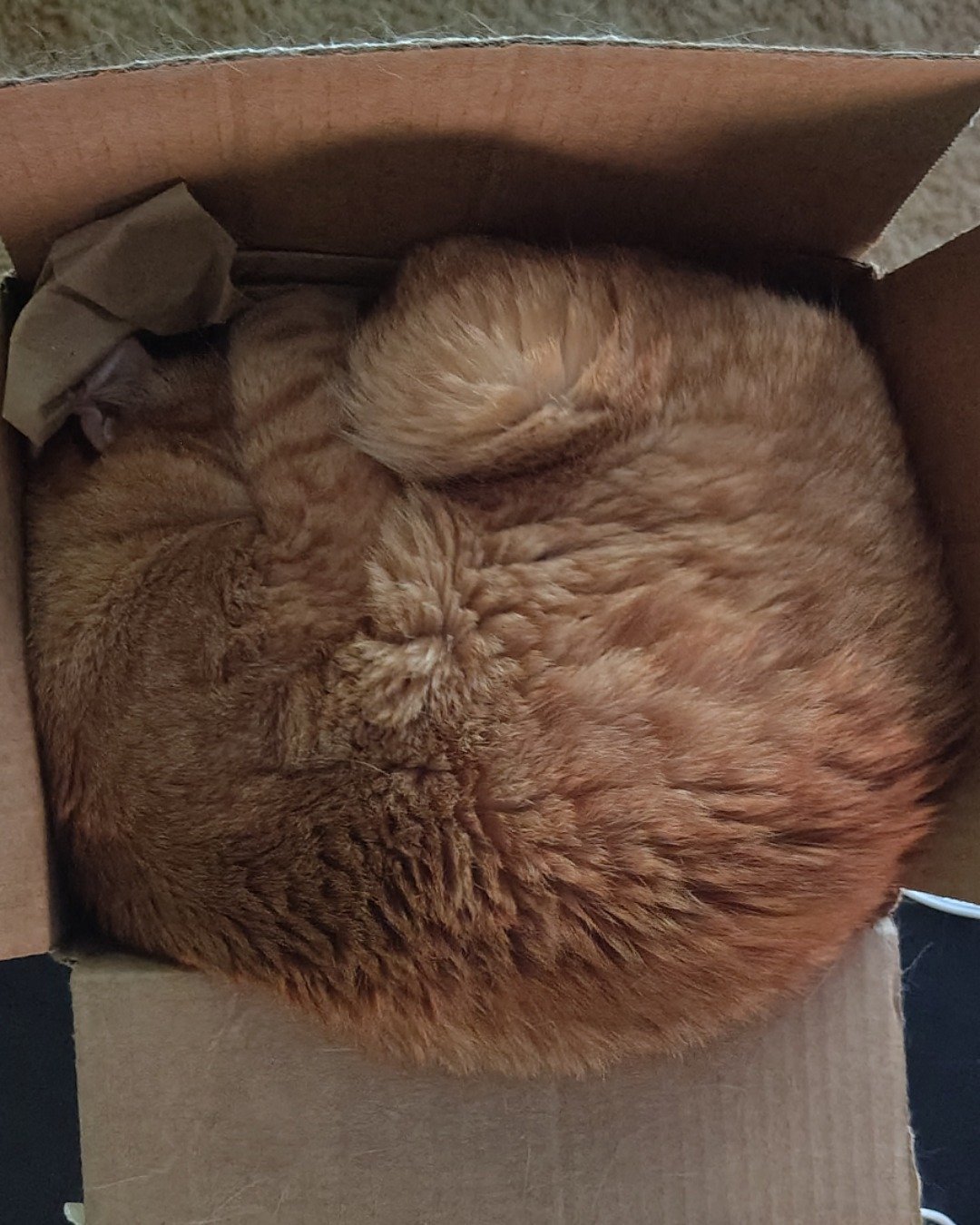 Harry the Ginger. Box, Cat, Cardboard, Carton