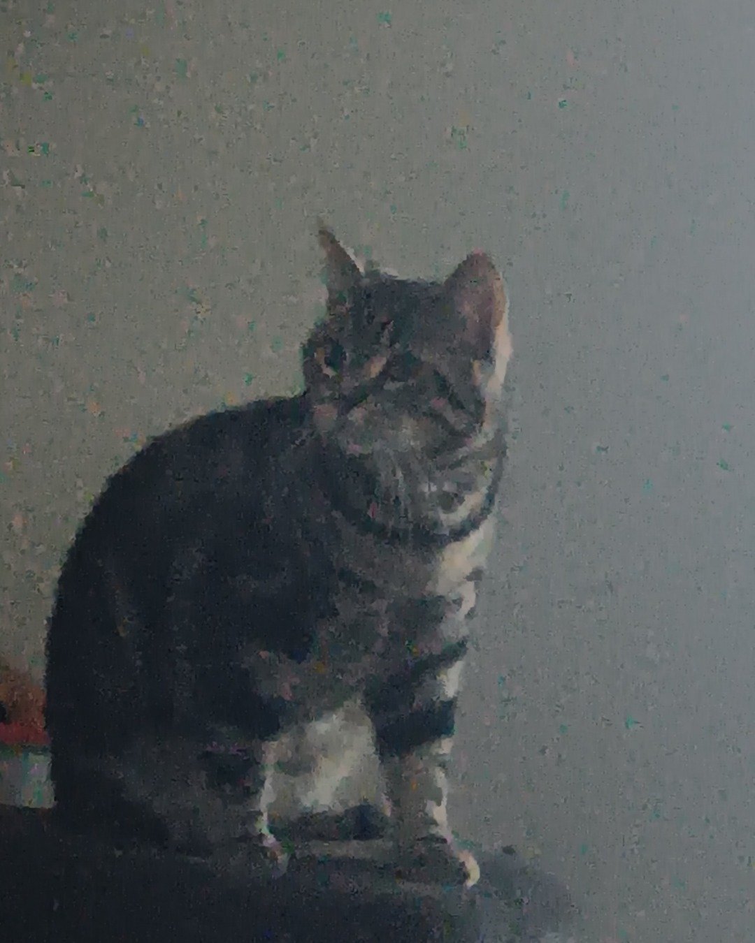 Hermes the taby. Cat, Manx