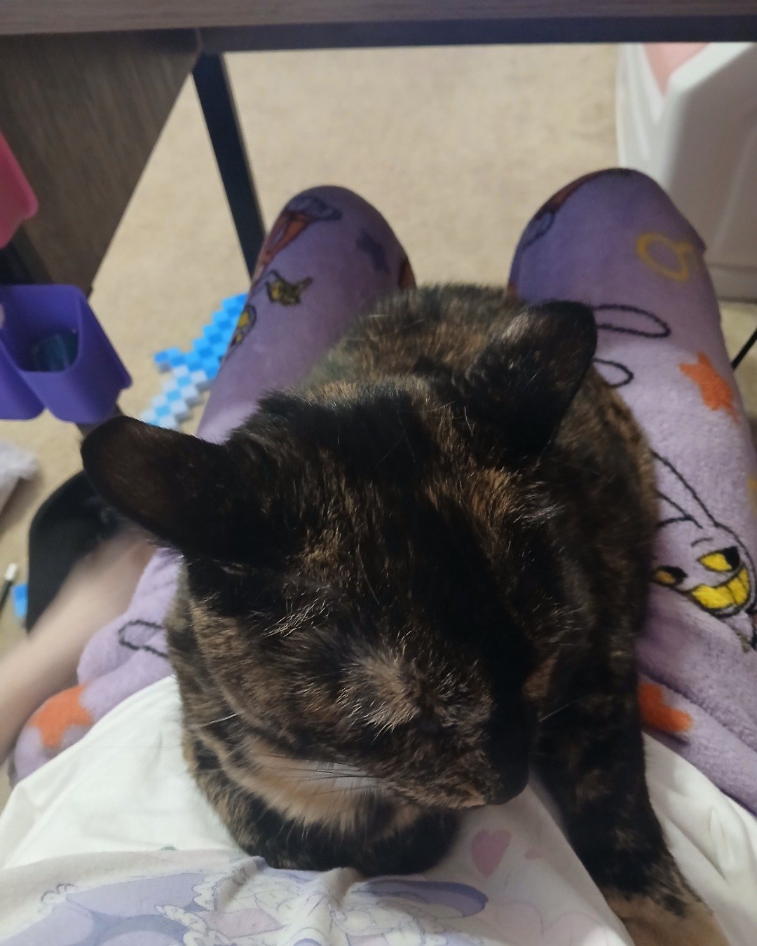 Sprinkles the tortoise shell (tortie). Cushion, Home Decor, Person, Sleeping, Cat, Furniture