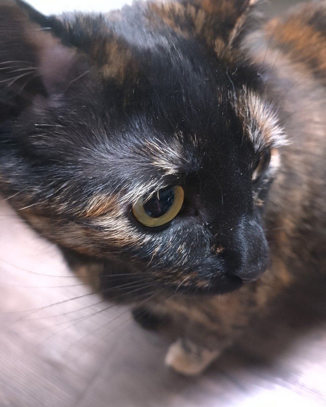 Candy (a.k.a. Angie) the American Shorthair. Cat, Kitten