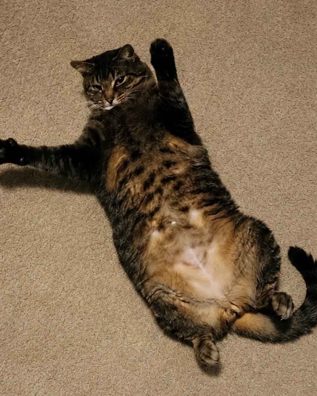 Rick. Cat, Manx, Kitten