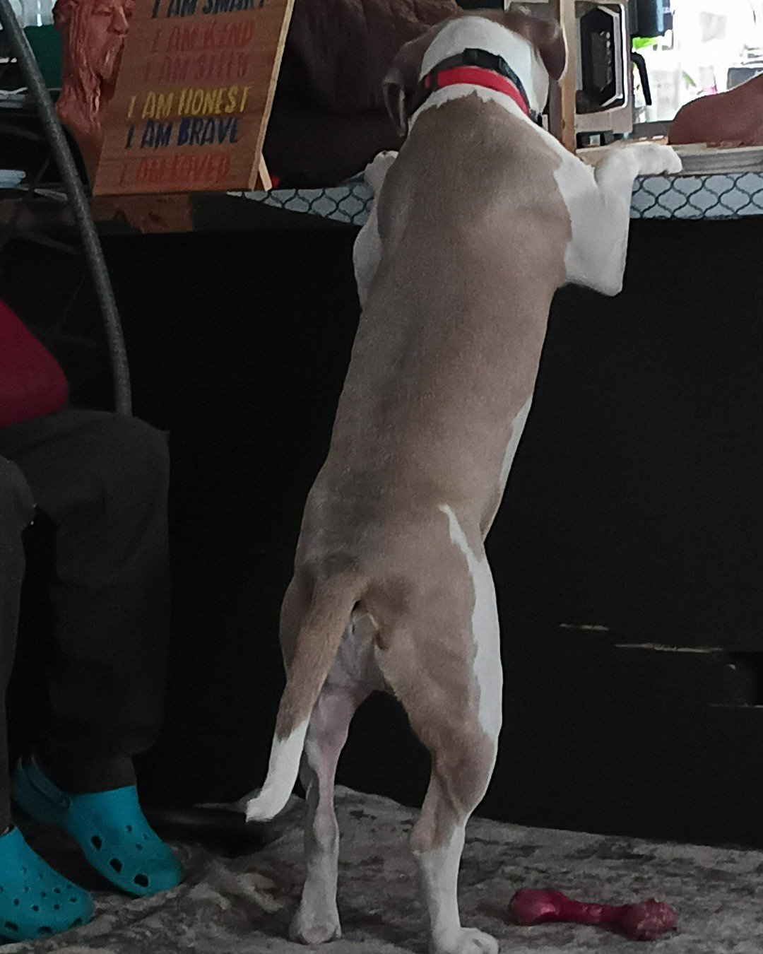 Drew and Raymond the Pitbull. Clothing, Footwear, Shoe, Dog, Person
